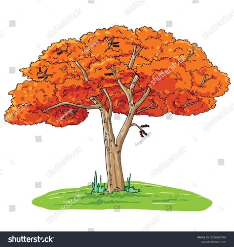 Gulmohar Tree Stock Photos and Pictures - 2 Images | Shutterstock