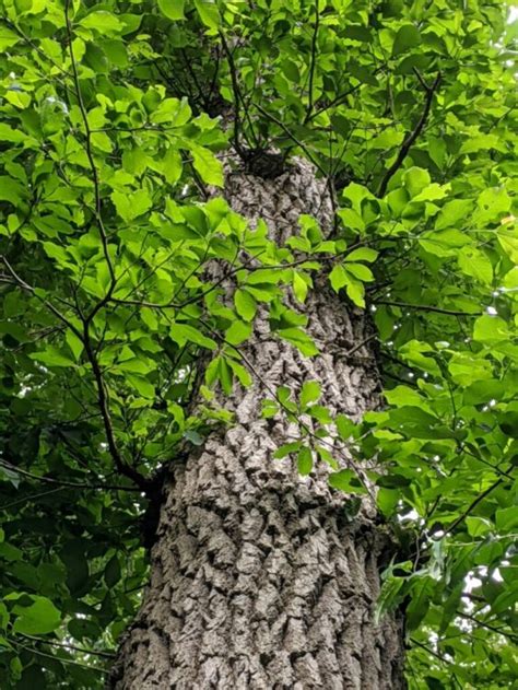 black gum – Woody Plants of Ohio