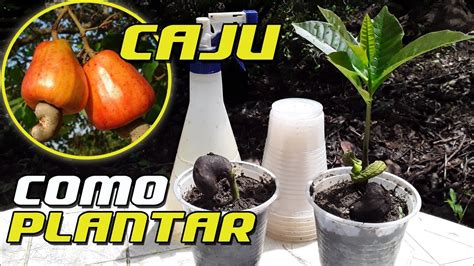 Como Plantar Caju Pela Castanha Em Dias Germine Agora Mesmo Sua