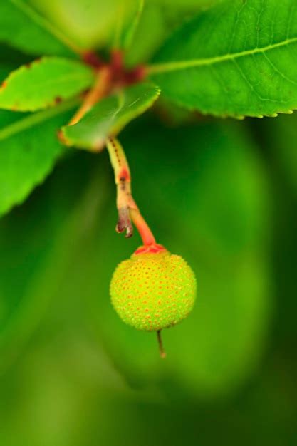 Arbutus Unedo O Medronheiro Um Arbusto Do G Nero Medronho Da Fam Lia