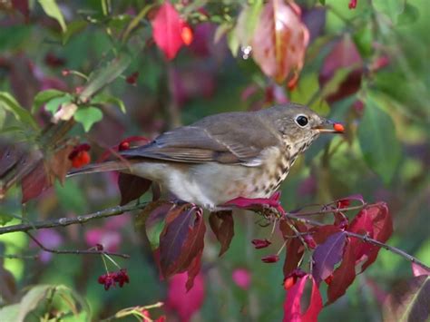 Thrushes | Naturally Curious with Mary Holland