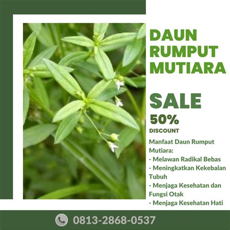 Higenis Call Pusat Budidaya Herbal Daun Rumput