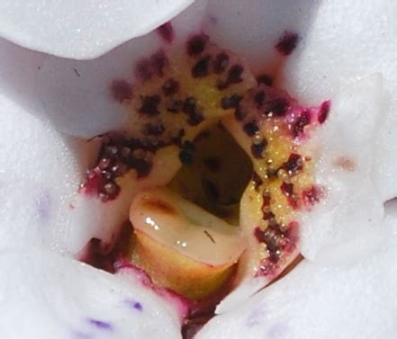 Chinaflower Disa From Han Se Kop Hottentots Holland Mountains On