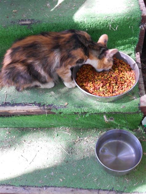 The Best Food for Feral Cats | Purrpetrators