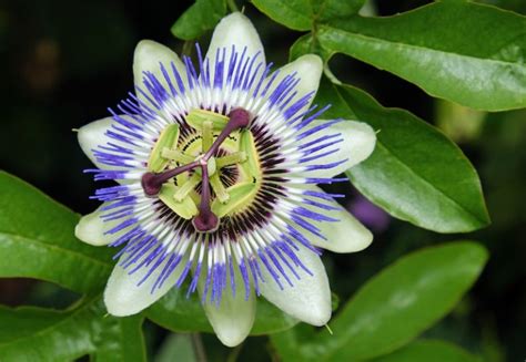 How To Grow Passion Flowers Suttons Gardening Grow How