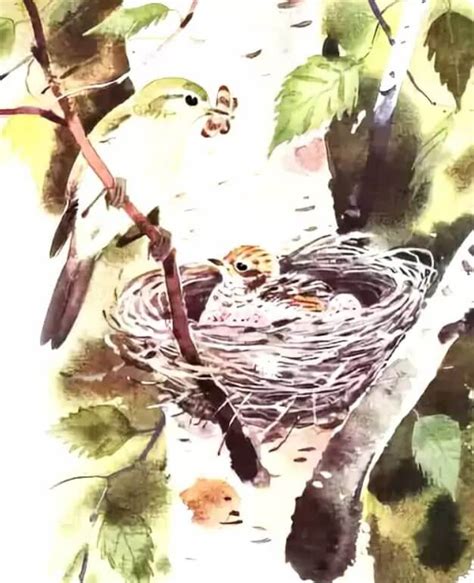 Кукушонок, Бианки В. В. читать полностью, текст с картинками