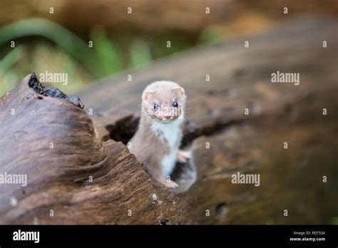 Weasel Or Least Weasel Mustela Nivalis Looking Out Of Hole In Tree