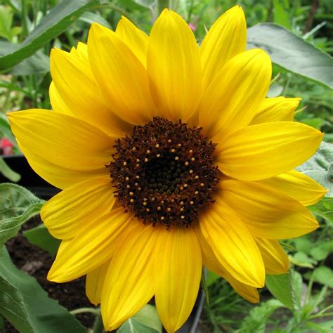 Helianthus Annuus ‘big Smile Sunflower Sunflower Dwarf Plants Plumeria