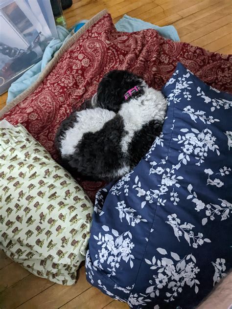 Sadie and Henry, their favorite window. : r/dogpictures