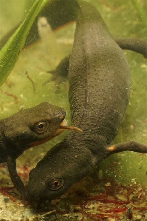 Closeup On An Adult Of The Endangered Chinese Endemic Fuding Fire Belly