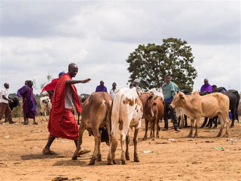 659 Maasai Cattle Stock Photos - Free & Royalty-Free Stock Photos from ...