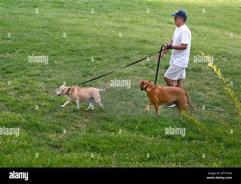 A Man Walks His Two Pet Dogs In A Public Park In Abingdon Virginia