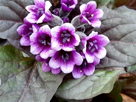 Пузырница -красавица