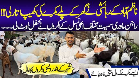 Usa Goat Farm Nazimabad Goat House Goat Mandi Cow Mandi Goat