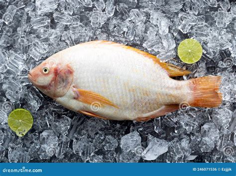 Pescado De Tilapia Rojo Entero Sobre Hielo Con Vista Superior De Cal