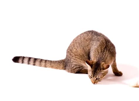 Красивая бенгальская кошка ест кошачью еду. стоковое фото ©Forewer 9488782