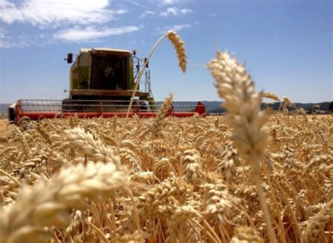 El Trigo En La Encrucijada Las Retenciones Ponen Contra Las Cuerdas La