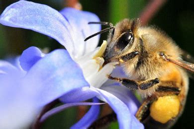 Biodiversit Vive Les Insectes Au Jardin