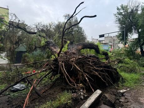 Cae árbol de más de 20 metros de altura y derriba cables de luz en GAM