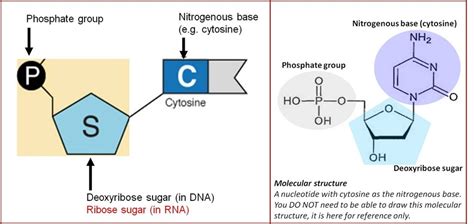 Dna Structure