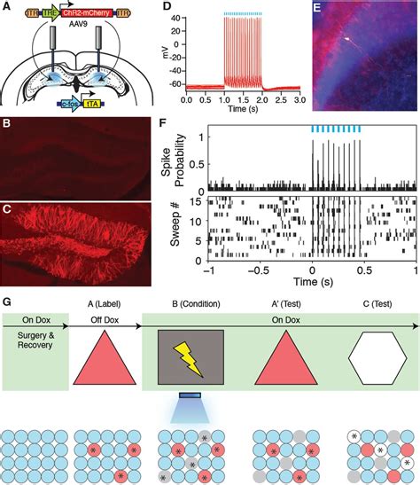 Creating a False Memory in the Hippocampus | Science