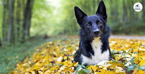 Conseil Vétérinaire Blog Duoflect protège votre chien et votre chat