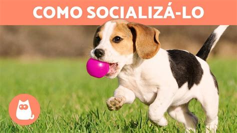 Como SOCIALIZAR um CACHORRO FILHOTE outros CÃES YouTube