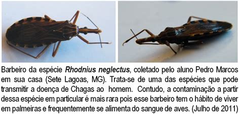 Blog Do Ramon Lamar Barbeiros Transmissores Da Doença De Chagas