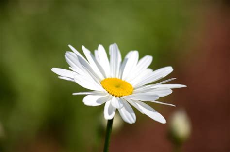 Single Daisy Flower