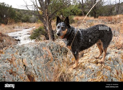 Australian cattle dog herding hi-res stock photography and images - Alamy