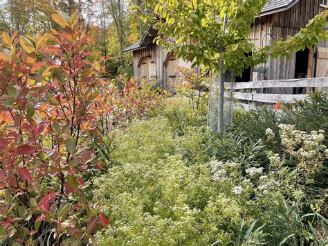 Digging Deeper: Habitat Gardens in the Catskills - New York Almanack