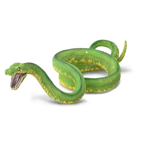 green tree python buy 1