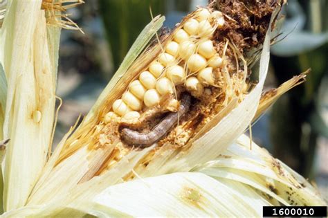 Fall Armyworm 401