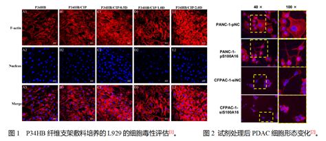 细胞染色专题——荧光染料选择指南 爱必信absin官网