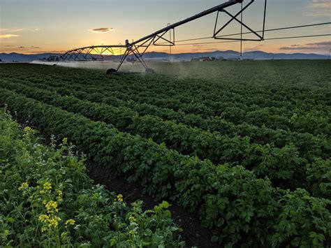 Potato Grower Highlights Summer Cover Crops | Potato Grower Magazine 