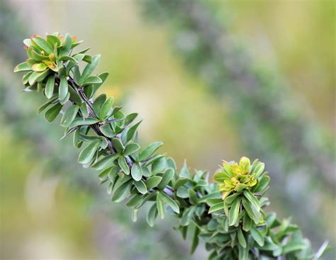 McDowell Sonoran Preserve AZ Native Flora