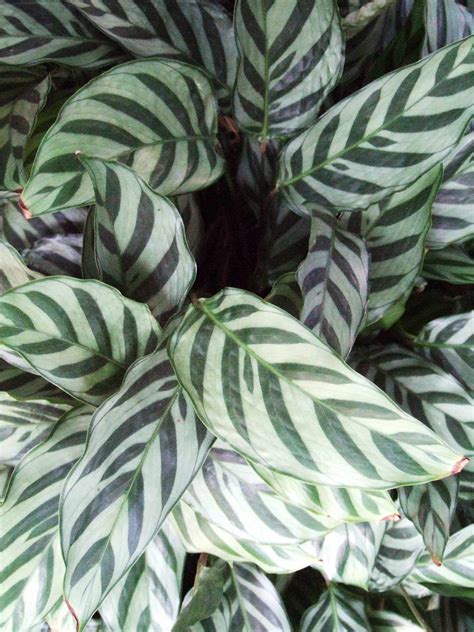 Easy Houseplants To Grow Better Homes Gardens