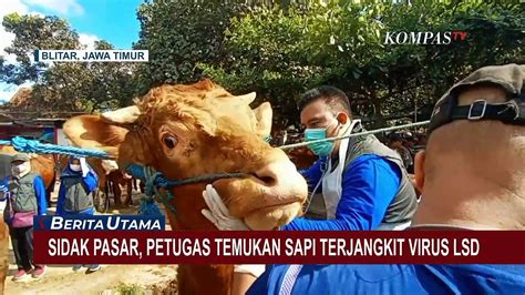 372 Ekor Sapi Dari 25 Kecamatan Di Garut Terjangkit Virus Lumpy Skin