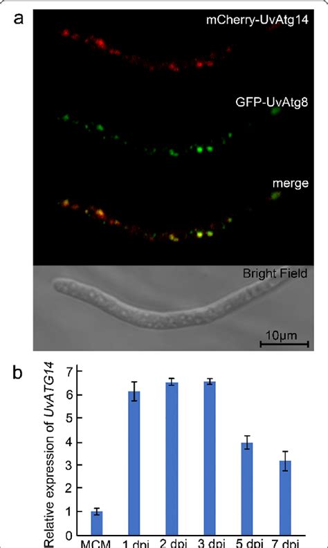 Subcellular Localization And Expression Pattern Of Uvatg A