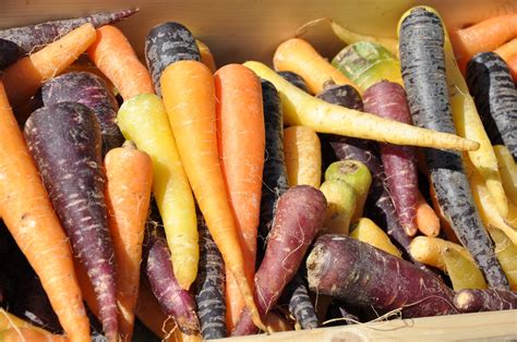 Daucus Carota Subsp Sativus Carrot Carrot Flower Carrots Garden