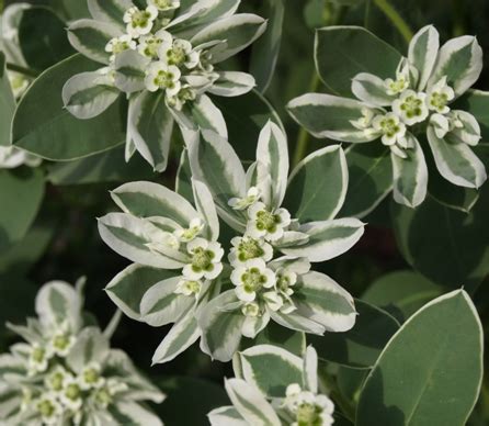 Еуфорбия (Euphorbia) - ГРАДИНСКИ - Форум HobbyKafe.com