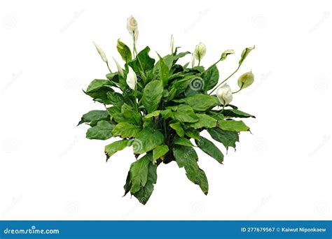 Peace Lily house plant stock image. Image of clipping - 277679567