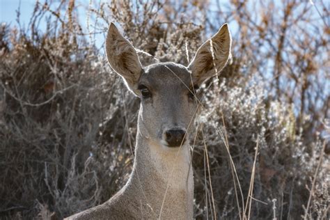 Hippocamelus Antisensis D Orbigny