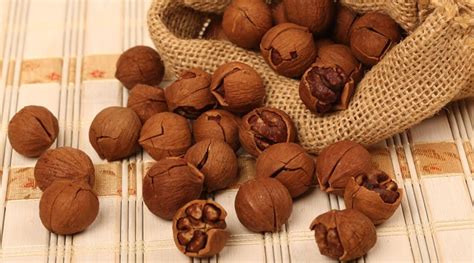 Are Hickory Nuts Poisonous To Dogs