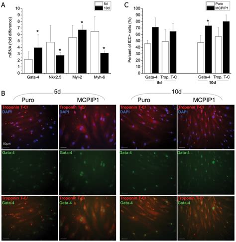 Expression Of Cardiac Markers In Mscs After Cardiomyogenic Download Scientific Diagram