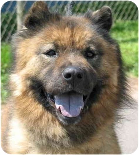 Vince 'Chowie' | Adopted Dog | Cromwell, CT | Chow Chow/Shiba Inu Mix