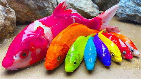 Stop Motion Cooking Asmr Rainbow Eel Animation Rainbow Koi Fish