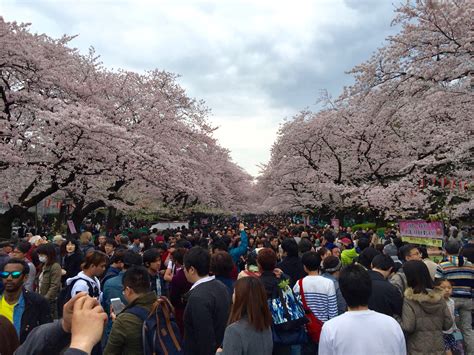 Cherry Blossom Festival – Tokyo – Easyplaytime