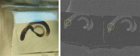 Sem To Tem Technique For Higher Resolution Imaging Cambridge