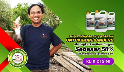 Potensi Peluang Usaha Ikan Bandeng Dengan Sistem Organik